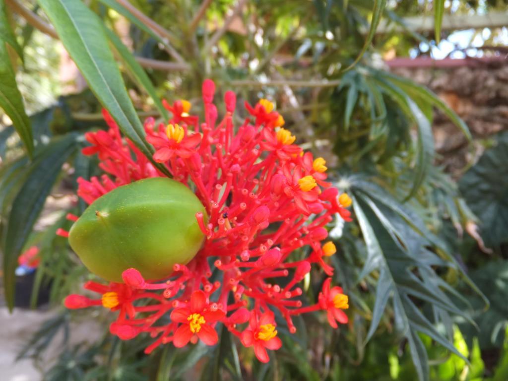Pimento Lodge Resort Port Antonio Exterior photo