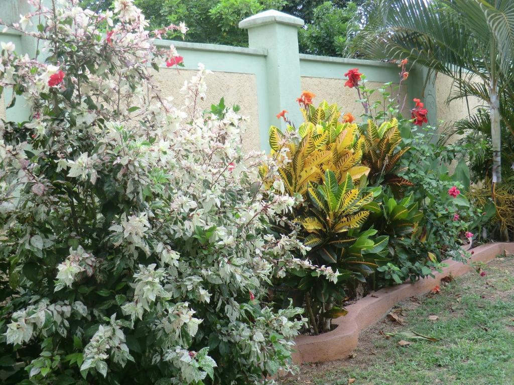 Pimento Lodge Resort Port Antonio Room photo