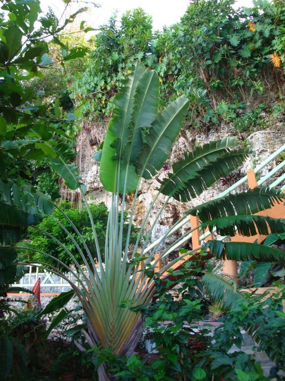 Pimento Lodge Resort Port Antonio Exterior photo